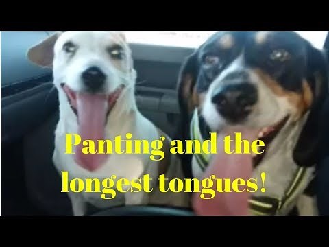 Exhausted dogs panting to cool down after running and playing!