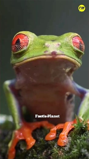 Why frog 🐸 swallow food without seeing 🦮 #facts #shortvideo