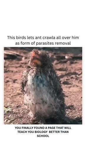 explaining | Birds letting ants crawl on them for parasite removal is a real behavior called "anting," where birds use ants' defensive chemical, formic... | Instagram
