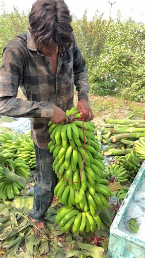 Banana Cutting and Packing Process
