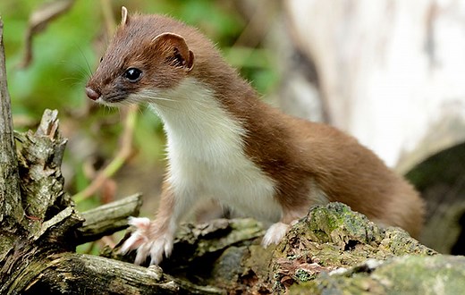 13 things you never knew about weasels, from taking on rabbits to squeezing through wedding rings