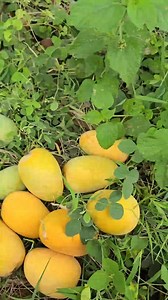 Kesar mango farm 🥭🥭 | Anil Sathvara