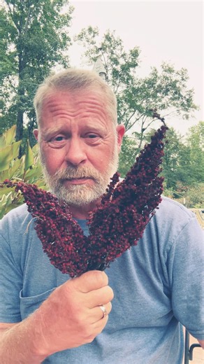 What is this stuff? #Sumac #WildEdibles #Foraging #SumacLemonade #SelfReliance