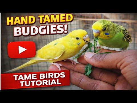 Budgie Hand Taming Tutorial | Step-by-Step Training 🐦