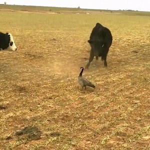 This is the Goose of Outrageous Self Assuredness. Take from her example, her ludicrous and excellent poise in the face of bullying, and be confident in your place, your course, your equal validity. | Vagabond Collector of Anything and Everything