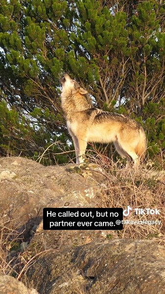 The Heartbreaking Tale of Takaya the Lone Wolf