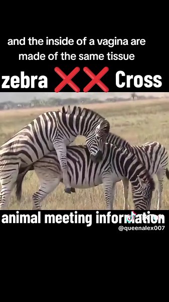 zebra ❌❌ Cross animal meeting information ℹ️ #usa #foryou #zebra #AnimalLovers #fyp #viral #video #breading