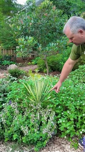 Color Guard yucca brings bold, evergreen structure + yes, it’s incredibly cold hardy, even in a pot!