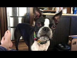 Tired Boston Terrier talking