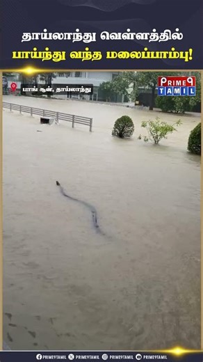 வெள்ளத்தில் சீறிப்பாய்ந்த பாம்பு.. #thailand #thai #flood #heavyrain #rain #snake #python
