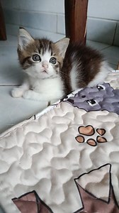 Boboy imut dan gemesin 😍😘😘 #kucing #animals #catlovers | Rina Maryati