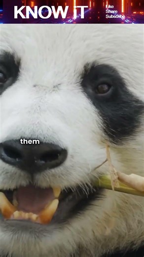 Why Do Pandas Love Bamboo?