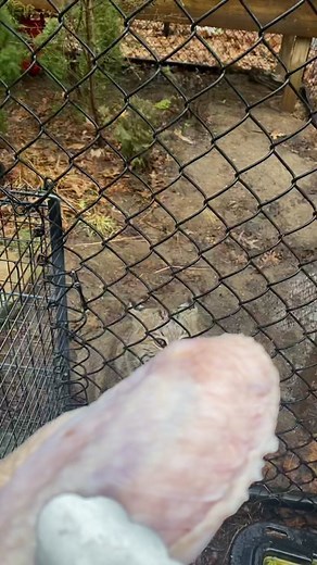 Feeding Time: Bobcat Enjoying Big Turkey Wing at Cat Sanctuary