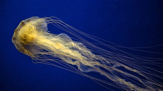 Glowing jellyfish drifting in deep blue ocean
