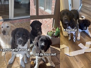 1.3M views · 36K reactions | Puppy Does Things To Get Big Brother In Trouble. Stay tuned for Charlies video of his reaction tomorrow :) | Charlie The Golden | Facebook