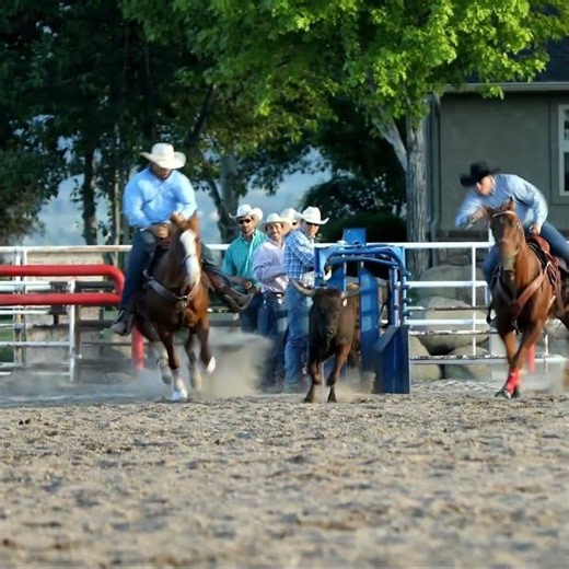 Steer Wrestling Rodeo Cowboy #rodeo #cowboys #danger