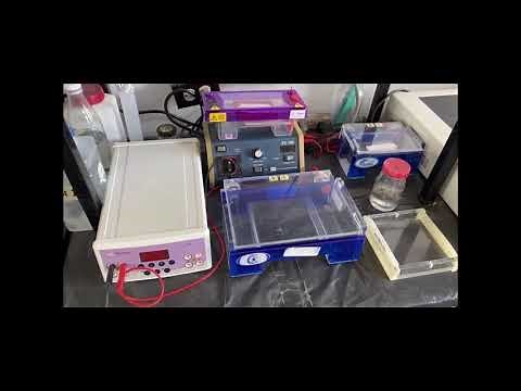 Técnica de PCR para diagnóstico molecular