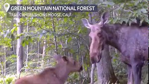 102K views · 313 reactions | ADORABLE ❤️ A trail camera set up in the Green Mountain National Forest captured this playful moose calf. (: Jeremy Baker) | My NBC5 | Facebook