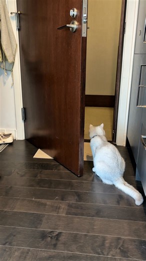 What can you do with a Tractive smart tracker? 🗺️ Know where they are in real-time ⚕ Detect potential health issues early 📈 Monitor activity and sleep | Tractive