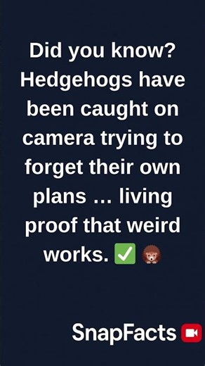 Did you know Hedgehogs have been caught on camera trying to forget their own plans … living proof th