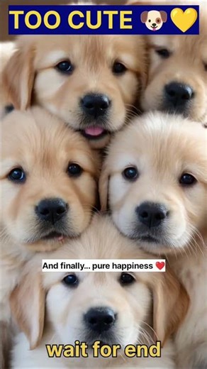 Cute Golden Retriever Puppies’ Morning Routine 🐶☀️ | Too Adorable! #shorts