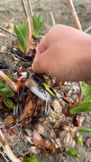 110K views · 1.6K reactions | “Royal paws, calm eyes.” #sound #norway #angel #beautiful | Birds Black | Facebook