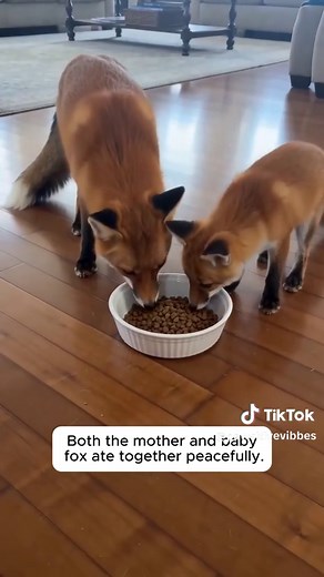 A Desperate Mother Fox Dragged Her Freezing Baby 😱#love #wholesome #animals #rescue #fox