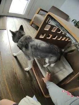 I Tested the Fable Dog Crate Bed… Here's My Verdict