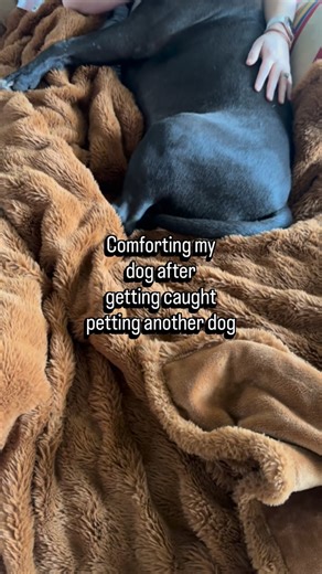 Rick Ross the Boss Dawg | Shelter Dog Advocate on Instagram: "Do you think he will forgive me?? 🥺 Oh the woes of being an animal shelter volunteer. It was definitely more than one dog 😬"
