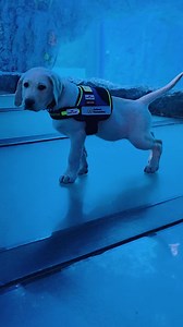 76K views · 1K reactions | These future Seeing Eye Dog pups in training went on an adventure to meet some aquatic friends! 瑩 | News.com.au | Facebook
