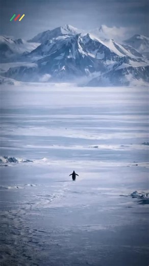 Best Business Consultancy and IT desk | Nagercoil | Chennai on Instagram: "“But why?” Unseen footage reveals why the nihilistic penguin walked away 🐧 . “Follow for business & tech clarity” . #PenguinTrend #BusinessReels #ITConsultancy #SmartBusiness #DigitalGrowth"