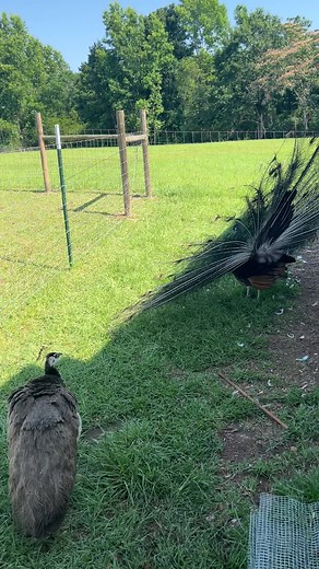 82K views · 7.2K reactions | If you gotta dance, do it in the shade #peacock #peacocklife #peafowl #peahen #petpeacock #farmpets #farm #scottpeacock | Cog Hill Farm | Facebook