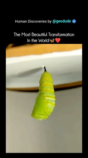 Animal Documentary & Science Concepts | A caterpillar transforms into a butterfly — one of nature’s most mind-blowing makeovers! 🦋✨ 🐛➡️🦋 The Metamorphosis: Step by Step 1. The... | Instagram