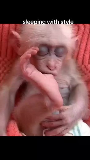 Luisa Rescue: Monkey Life and Adoption