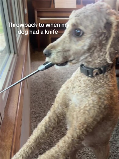 Throwback to My Dog with a Knife