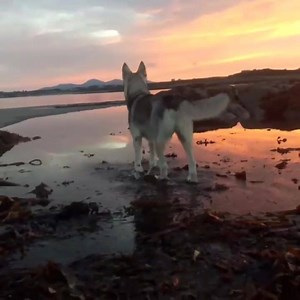 9.9K views · 399 reactions | This is how we improve every shot! | GoT Direwolves | Facebook