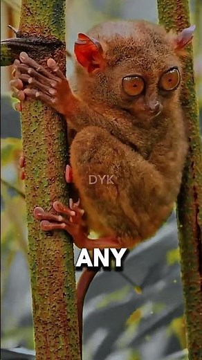 The Tiny Predator With Giant Eyes!