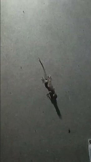 🦎 Lizard Hunting ll Nature in Action #lizard #NatureShorts Reptile #Insect