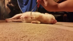 Lil' porker gets forked 🐷🍴 | Funny Videos