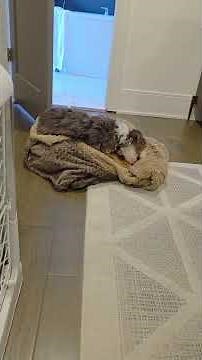 Green Pet Shop Cool Pet Pad Review – The Best Cooling Mat for Dogs? B0C5N3713P