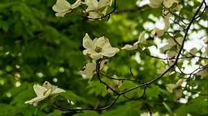 Signature blooms: A look at what's growing on in the Ohio Valley