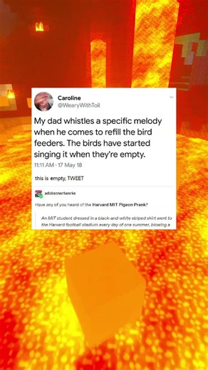 the harvard pigeon prank 🕊️