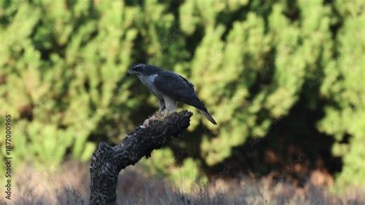 Adult female Northern goshawk eating freshly hunted prey in a pine and oleander forest in the last light of a December day