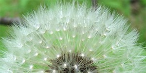 Seed Dispersal Science: Carried by the Wind | Science Buddies Blog