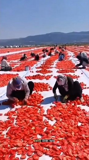 How Do Rotten Tomatoes Become a Million-Dollar Business? #facts #trending #ytshorts