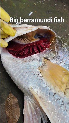 big size barramundi fish 🐟#barramundi