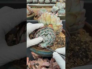 Easy Succulent Tips Every Beginner Should Know | Fast Growth Tricks