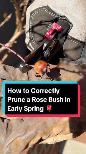 Spring is the ideal time to prune your rose bush to encourage new growth, reduce the chances of fungal disease, and other benefits. Tap the link for our step-by-step guide to pruning roses like an expert.🌹 #TheSpruce #roses #gardeningtiktok #plantparent #garden #pruning #plants