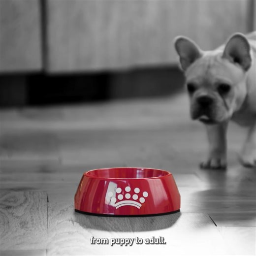 Feed your puppy’s unique needs with Royal Canin precise nutrition. | Royal Canin