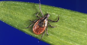 Ohio sees surging cases of Lyme disease driven by blacklegged tick